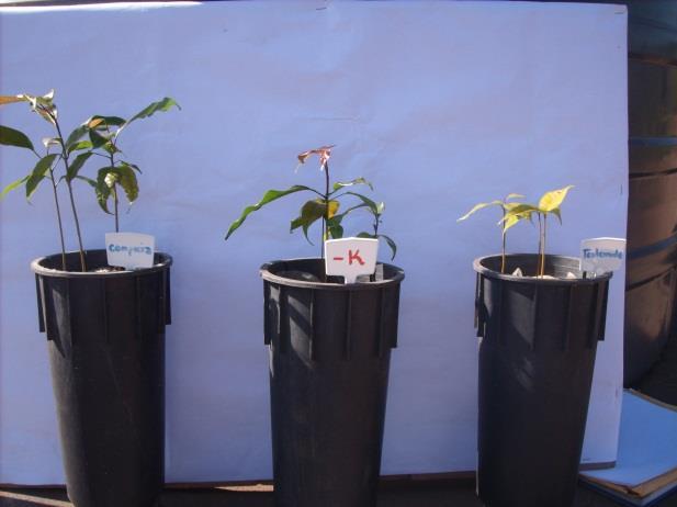 Mudas de mogno africano (Khaya ivorensis) submetidas a diferentes tratamentos: A) folhas adultas e jovens de plantas supridas com soluções nutritivas completa,