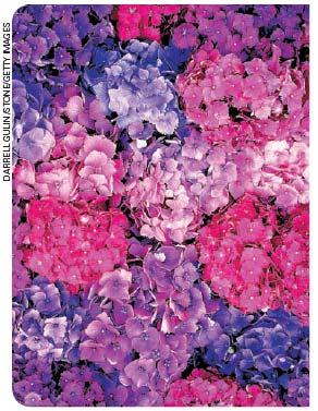 testar se um certo material é ácido. Ácidos fazem-no mudar de cor, de azul para vermelho. Muitas flores contêm indicadores ácido-base naturais em suas pétalas.