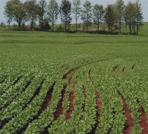 Agricultura O ENVI é o software que contém o maior número de ferramentas para análise das imagens hiperespectrais proporcionando uma fonte de informações seguras no campo da vigilância agrícola,