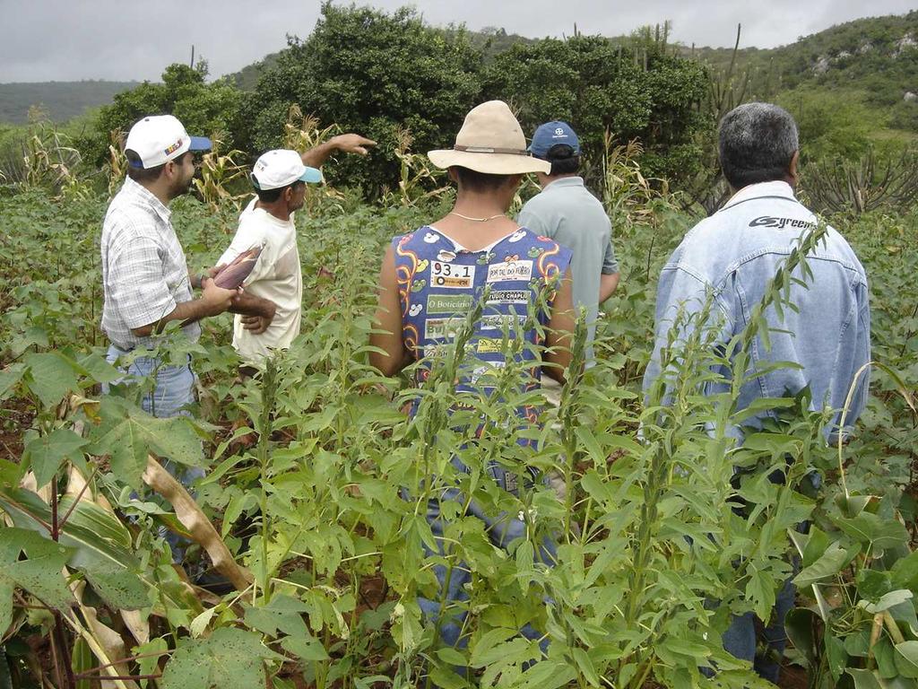 Figura 1. Diagnóstico Participativo dos Agroecossistemas adotados por agricultores do Curimataú Paraibano, Solânea PB, 2006.