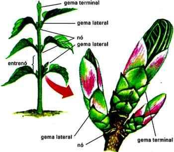 PARTES DO CAULE 1) GEMAS CAULINARES: formadas por grupos de células meristemáticas que se multiplicam ATIVAMENTE POR MITOSE.