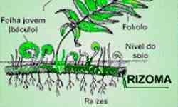 B. SUBTERRÂNEOS 1)RIZOMAS: Caule subterrâneo que apresenta ramos aéreos e