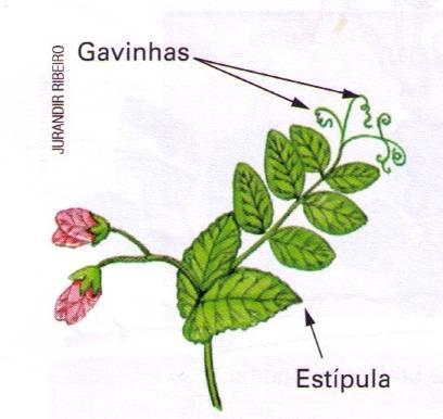 2) GAVINHAS: função de prender a planta a um suporte.