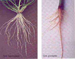 SISTEMA RADICULAR: conjunto das raízes de uma planta FUNÇÕES DA RAIZ: fixação da planta e absorção de água e sais minerais; PRINCIPAIS TIPOS DE SISTEMAS RADICULARES: 1) PIVOTANTE OU