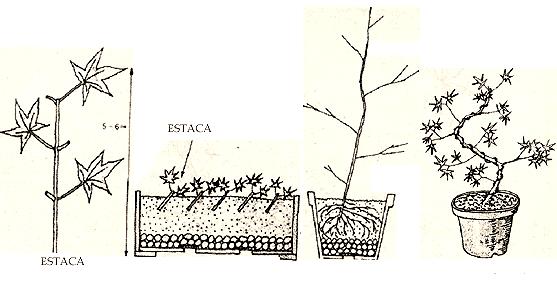 Estaca