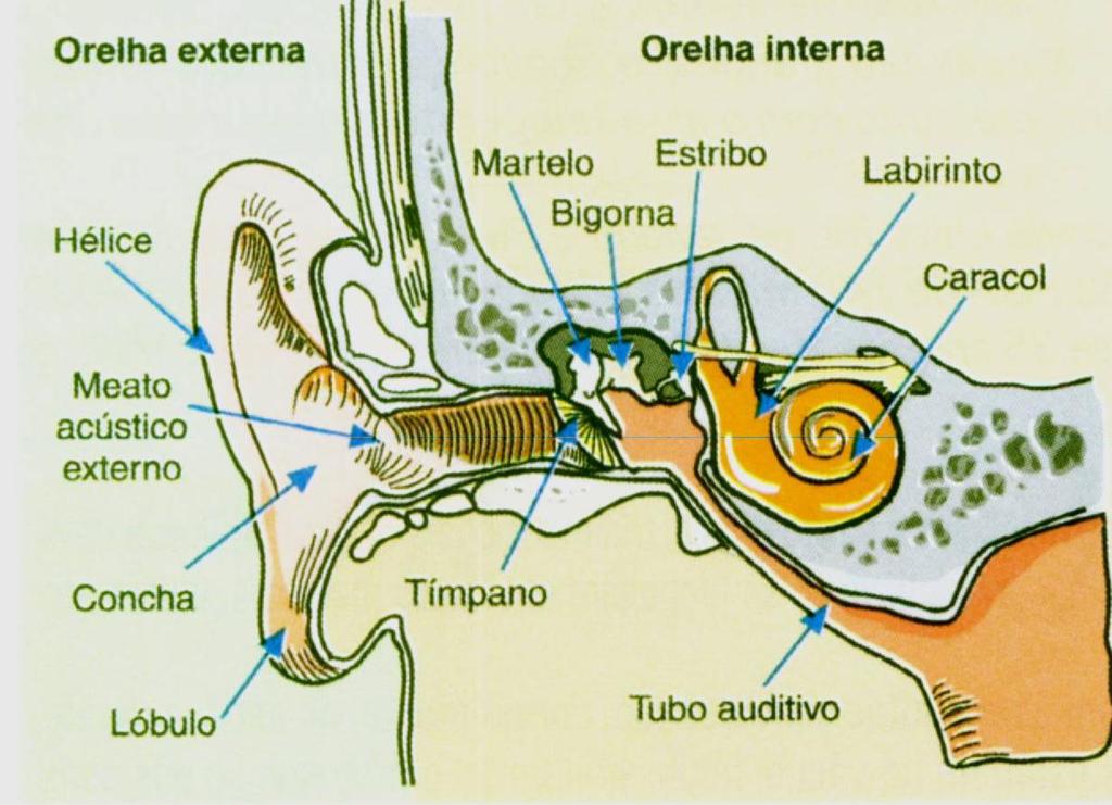 Ouvido externo: capta o som.