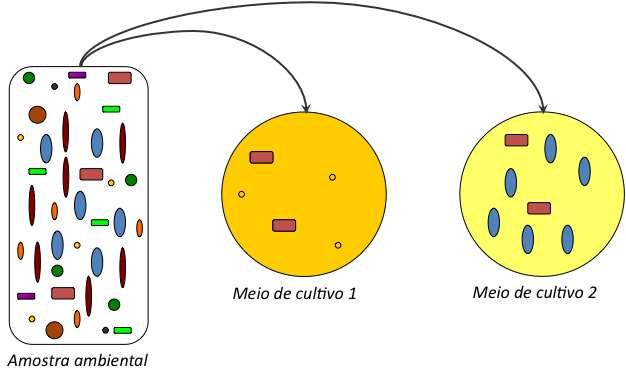 Formas de estudo das comunidades microbianas - Métodos independentes de cultivo - Permitem acesso a