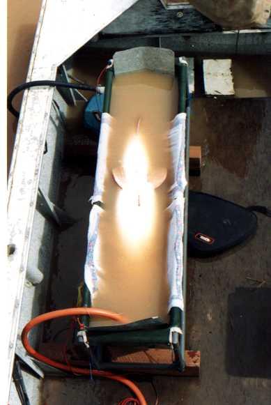 Esta fêmea de surubim, pesando 13 kg, foi submetida a uma cirurgia para a implantação de um radio transmissor na cavidade do seu corpo.