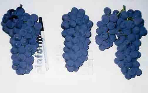 60 Figura 7. Aspecto da qualidade da uva Niagara Rosada produzida na entressafra, com aplicação de ethephon na concentração de 2.160 mg.l -1, na região Noroeste do Estado de São Paulo. Jales, 2002.
