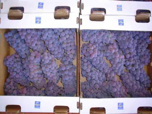 63 FIGURA 10. Aspecto visual da qualidade da uva Niagara Rosada, produzida na entressafra, com a técnica da aplicação ethephon na concentração de 2.160 mg.