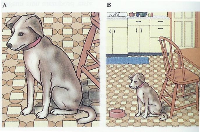 Estas diferentes formas de orientação servem para ajudar os mecanismos sensoriais e fornecem um dos processos mais directos de seleccionar a entrada da estimulação: ao mesmo tempo que se focam os