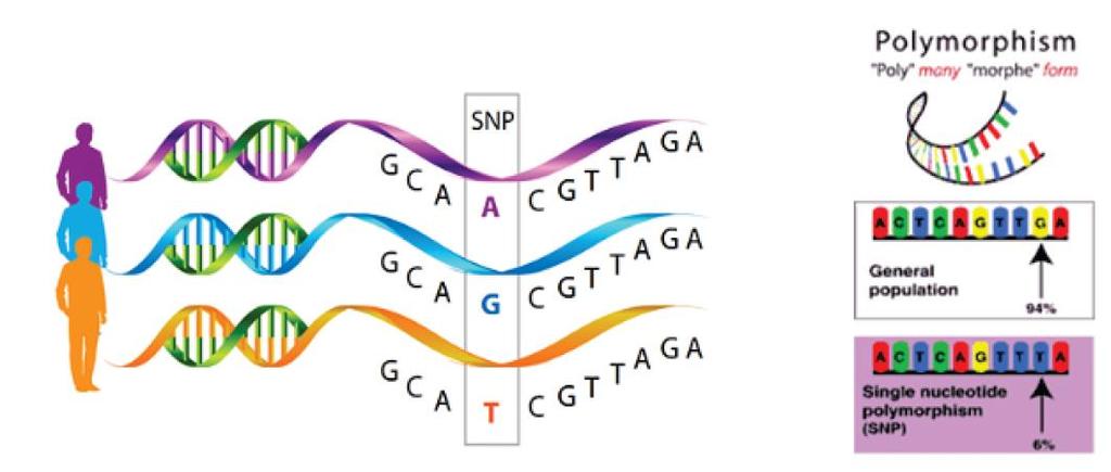 SNP SNP Single Nucleotide Polymorphism