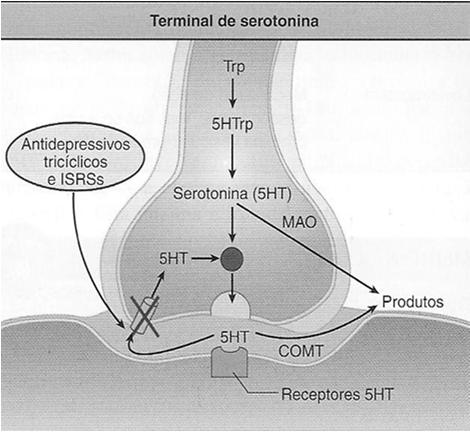 Mecanismo de Ação Mecanismo de Ação Tricíclicos Tricíclicos Antidepressivos Triciclicos Efeitos Adversos Efeitos anticolinérgicos: Xerostomia, visão turva, exacerbação de glaucoma Alterações