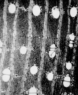 84 n Anatomia de madeiras nativas de matas ciliares 110; pontoações intervasculares areoladas, alternas, muito pequenas, com abertura inclusa.