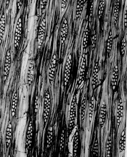 Raios, heterogêneos, constituídos de células quadradas e procumbentes, predominam os 1-2 seriados, muito baixos, entre 491 e 549 µm de altura, finos, de 43 a 61 µm de largura e muito numerosos,