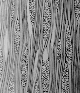 (Vochysia tucanorum - tangencial view with multiseriated rays and fibers. Scale 200 µm). Figura 24.