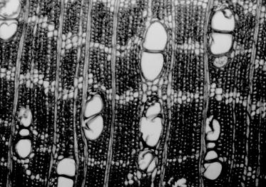 78 n Anatomia de madeiras nativas de matas ciliares 75 µm, variando de 68 a 87; pontoações intervasculares areoladas, alternas, com abertura inclusa.