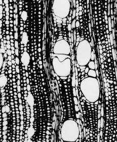 80 n Anatomia de madeiras nativas de matas ciliares média foi de 130 µm, variou entre 90 e 250; pontoações intervasculares alternas, areoladas com abertura inclusa. Parênquima axial, ausente.