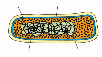 CÉLULA PROCARIONTE Citoplasma Nucleóide