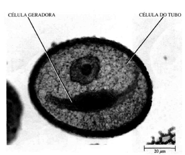 Grão de pólen ou microgametófito. Podemos notar as duas células que o formam.