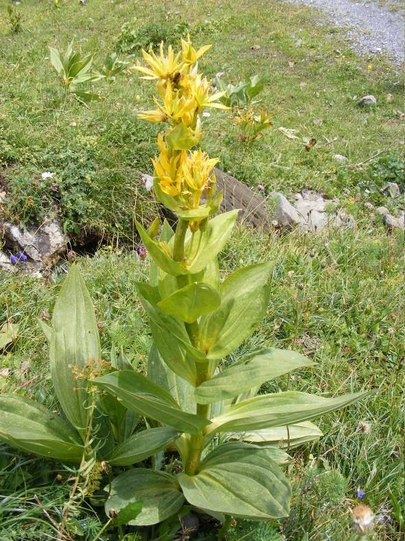 ESPÉCIES DIRECTIVA HABITATS