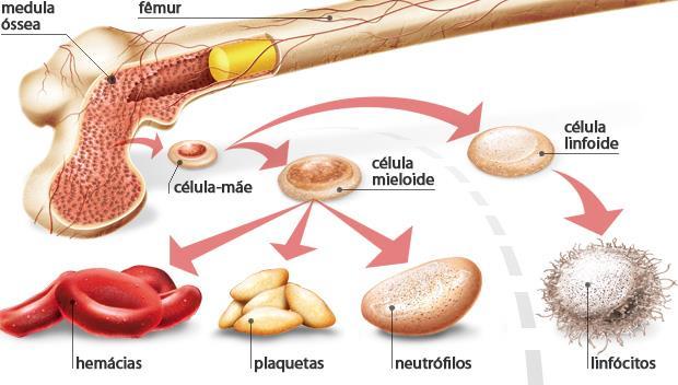 Na MOV células-tronco pluripotentes, sob o estímulo hormonal, originam 2 tipos de células: + células-tronco mielóides: iniciam o desenvolvimento no interior da MOV e se diferenciam em células que