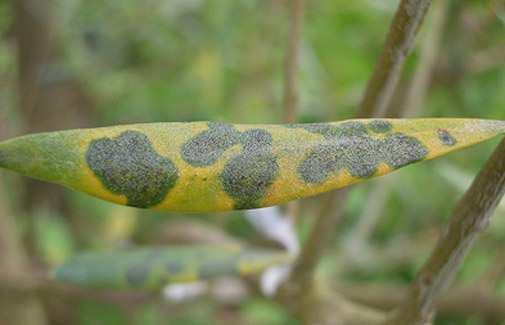 1/2017 Mirandela, 16 de fevereiro de 2017 OLIVEIRA (Oleae europaea) A poda de frutificação da oliveira deve ser racional e se possível anual, durante o repouso vegetativo.
