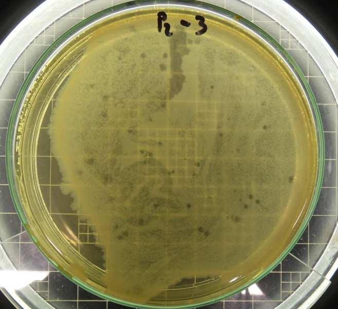 Fig.15 Placas de petri contendo placas de lise pequenas e grandes em meio de LB-A (diluição de 10-6 ) Fig.16. Placa de petri em diluição 10-3, resultante da placa de lise grande (P2) Fig.