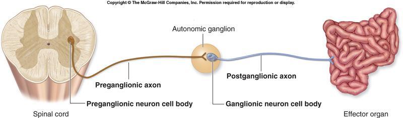 No sistema nervoso autónomo há uma série de dois neurónios motores entre o SNC e os órgãos