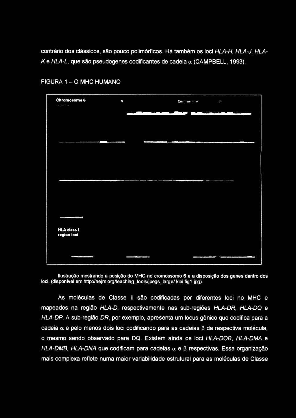 A sub-região DR, por exemplo, apresenta um locus gênico que codifica para a cadeia a e pelo menos dois loci codificando para as cadeias p da respectiva molécula, o