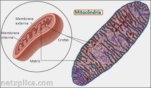 Representação de uma organela mitocôndria, evidenciando a membrana interna e a membrana externa.