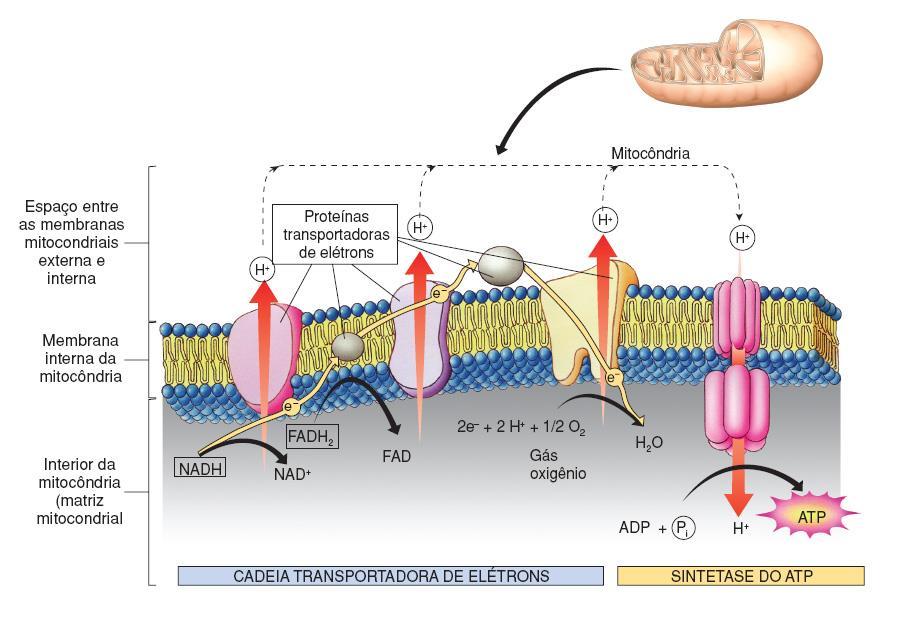 Representação esquemática da cadeia transportadora de elétrons e das enzimas envolvidas Fonte: < http://diariodenutris.blogspot.com.