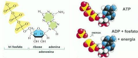 Representação molecular e esquemática de uma molécula de clorofila. Note o elemento magnésio (Mg) no centro da molécula, onde se dá a excitação dos elétrons. Fonte: < http://mundoeducacao.bol.uol.com.