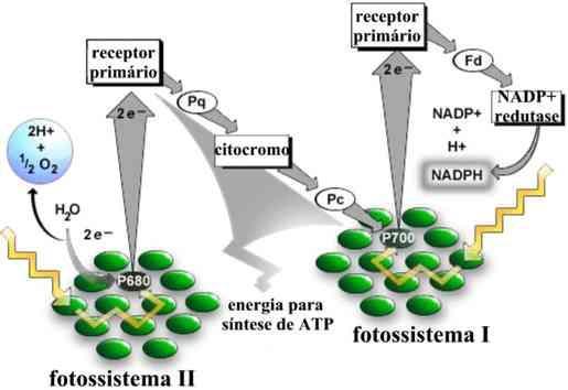 Temos então o esquema simplificado da primeira fase da fotossíntese: Esquema simplificado da fase fotoquímica da fotossíntese. Fonte: < http://www.sobiologia.com.br/conteudos/bioquimica/bioquimica15.