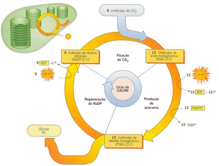 Temos então o esquema simplificado da segunda fase da fotossíntese: Esquema simplificado do Ciclo de Calvin-Benson da fotossíntese. Fonte: < http://www.prof2000.pt/users/geologia/testes/calvin.jpg>.