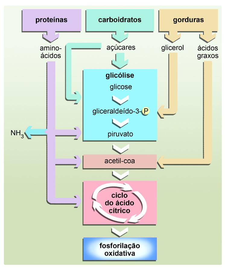 tanto na glicólise, pela formação de gliceraldeído-3-fosfato a partir do glicerol, ou no ciclo do ácido cítrico com a formação de acetil-coa.