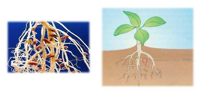 Desenvolvimento da raiz de Leguminosas FORMAÇÃO DO NÓDULO As bactérias mudam de forma, perdem a mobilidade e aumentam de volume Desenvolvimento da raiz de Leguminosas Vantangens da presença dos