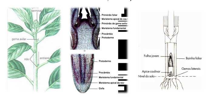 diversificada e rica em proteínas Meristema apical do caule O meristema apical vegetativo da parte aérea origina: