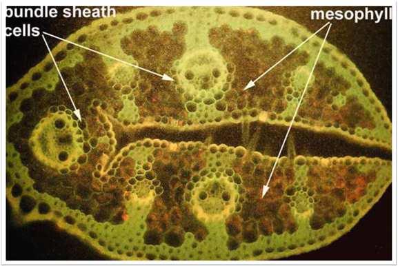C3 x C4 Anatomia das folhas das gramíneas Dois principais tipos de tecidos = mesófilo e bainha dos feixes vasculares.