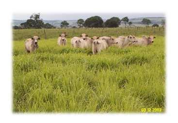 hídrico, pois a planta cessa o alongamento de folhas e raízes muito antes de os processos de fotossíntese e divisão de células serem afetados.