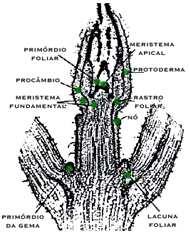 Rizomas Os meristemas podem ser classificados quanto à ORIGEM MERISTEMAS