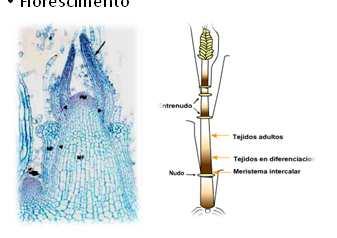 Crescimento primário Iniciação foliar do meristema apical Elongação das folhas do meristema intercalar As folhas são formadas.