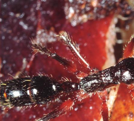 20 Fatores que determinam a ocorrência de formigas, em particular poneromorfas, no dossel de florestas tropicais Wesley Duarte DaRocha, Jacques H. C.