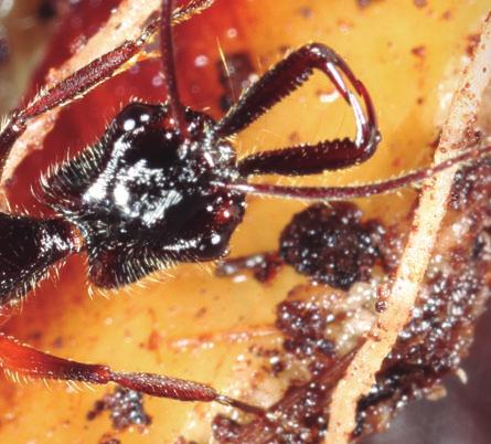 Nesse, as formigas se destacam devido a sua biomassa e diversidade que são notavelmente elevadas na Região Neotropical.