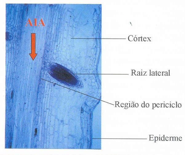 Auxinas DESENVOLVIMENTO RADICULAR Figura 15- Corte longitudinal de raiz primária de