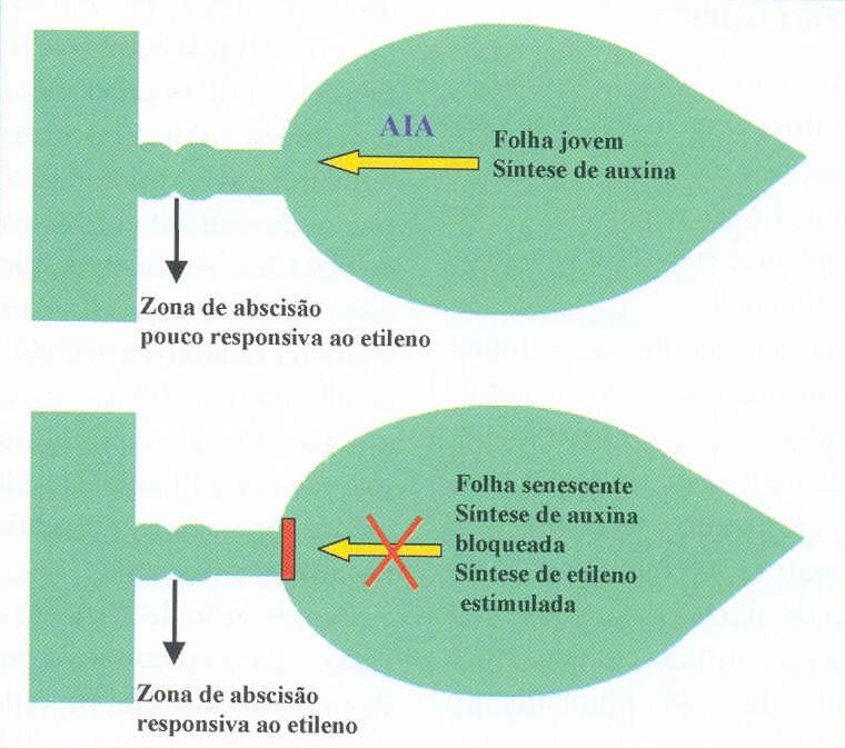 Auxinas Figura 18- Esquema representativo dos efeitos induzidos pela