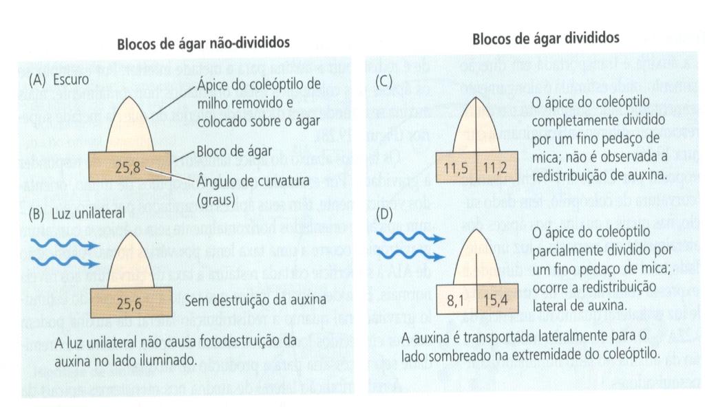 Evidência de que a redistribuição lateral da auxina é estimulada pela