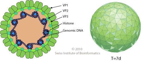 Poliomavírus (PyV) Família Polyomaviridae, gênero Polyomavirus