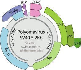 Poliomavírus (PyV) Detectados em secreções respiratórias, câncer de pele, soro, diarreia, fígado, musculo São vírus com genoma DNA fd circular (5,2