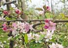 Ma ç ã Abrem flores nos pomares do Sul Foto: Walmir Varela Após floradas, foco é a polinização Pomares do Rio Grande do Sul e de Santa Catarina apresentaram floradas no final de setembro, marcando o